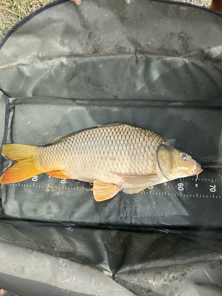 balint_krisztian_6,64kg_ponty_fotoI
