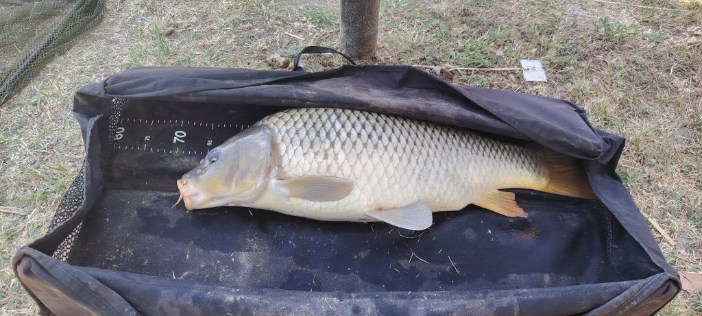balint_krisztian_6,865kg_ponty_fotóI
