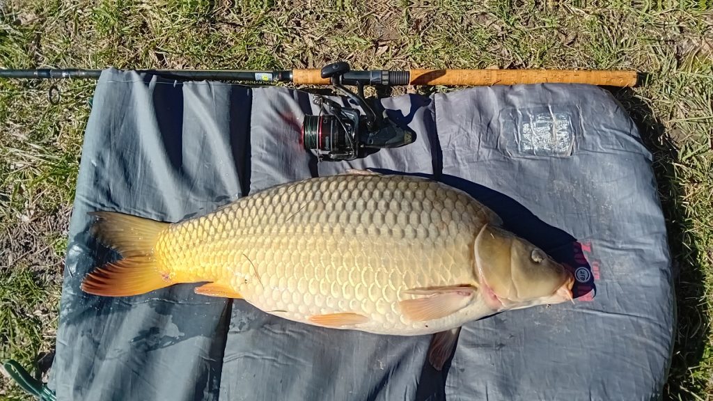 Mayer József 8,1 kg ponty